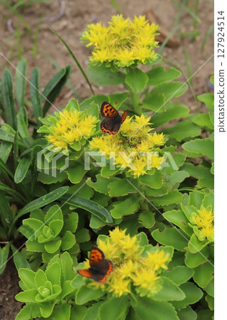 Two copper butterflies sucking nectar from a yellow lily of the valley flower blooming in a spring garden 127924514