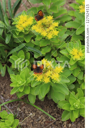 Two copper butterflies sucking nectar from a yellow lily of the valley flower blooming in a spring garden Two copper butterflies sucking nectar from a yellow lily of the valley flower blooming in a spring garden 127924515