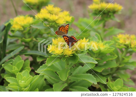 Two copper butterflies sucking nectar from a yellow lily of the valley flower blooming in a spring garden Two copper butterflies sucking nectar from a yellow lily of the valley flower blooming in a spring garden 127924516