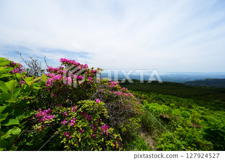 宮山花盛開的山景 127924527