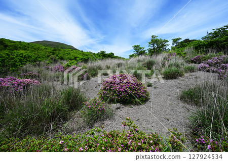 中嶽山盛開的宮切杜鵑花 127924534