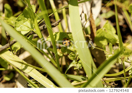 A scene of a seven-spotted ladybug wriggling in the grass 127924548