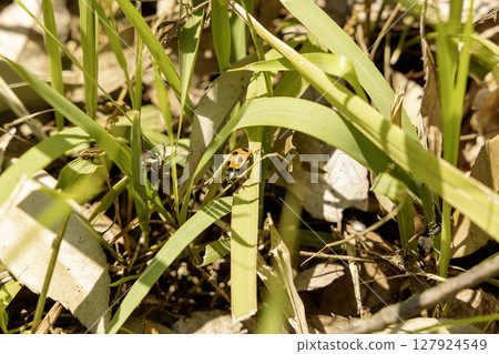 A scene of a seven-spotted ladybug wriggling in the grass - 2 A scene of a seven-spotted ladybug wriggling in the grass - 2 127924549