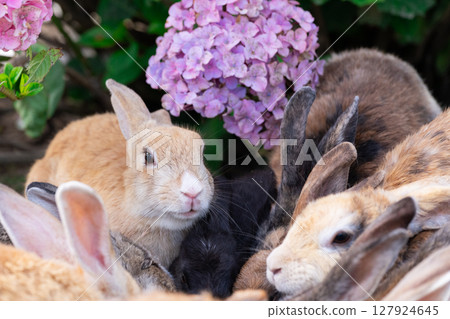 大久野島的兔子和繡球花在人群中微笑 127924645