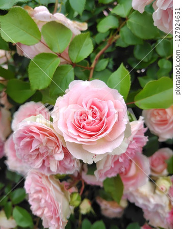 Beautiful pink roses Cute pink roses 127924651