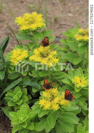 Three copper butterflies sucking nectar from a yellow lily of the valley flower blooming in a spring garden Three copper butterflies sucking nectar from a yellow lily of the valley flower blooming in a spring garden 127924662