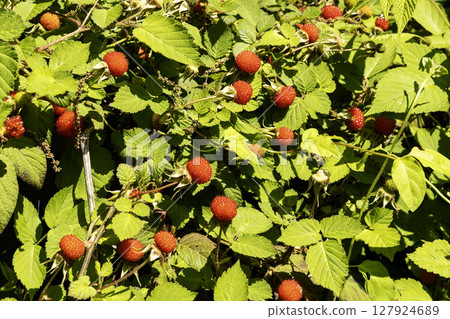 野草莓景觀-4 127924689