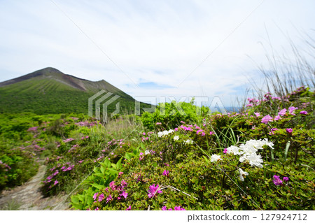 中嶽山腰登山道上盛開的霧島白宮山霧花 127924712