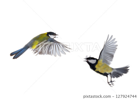 two great tit in flight isolated on white background two great tit in flight isolated on white background 127924744