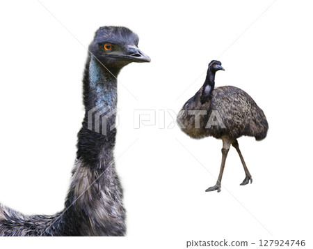 emu ostrich isolated on white background 127924746