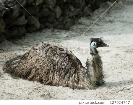 emu sitting on the ground 127924747
