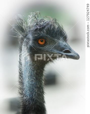 emu ostrich on a white background 127924749