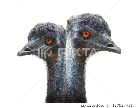 two emu ostrich portrait isolated on white background 127924751