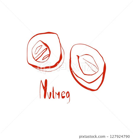 Hand drawn whole nutmeg illustration in whimsical botanical style for packaging design recipe cards and kitchen decoration 127924790