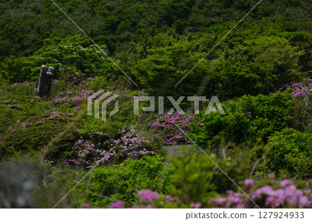 Miyamakirishi in the mountains Miyamakirishi in the mountains 127924933