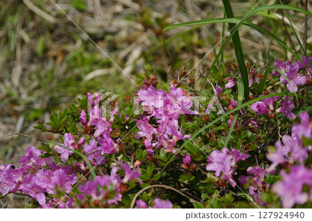Miyamakirishi petals 127924940