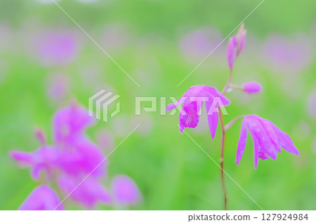 Purple iris flowers stand out against the greenery Purple iris flowers stand out against the greenery 127924984