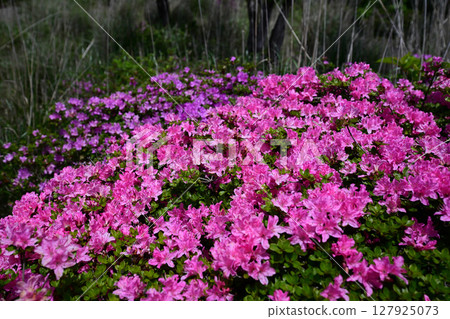 美麗的宮山霧盛開 127925073