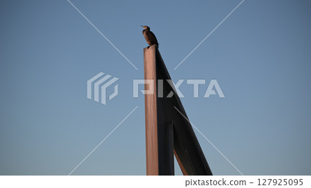 A cormorant resting its wings on the tip of a protruding object 127925095