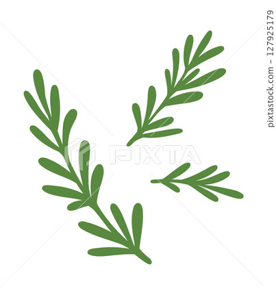 Rosemary plant, fresh herb branch with green leaves isolated on white background. Organic aromatic spices for cooking food, culinary. Rosemary sprigs, vector realistic illustration Rosemary plant, fresh herb branch with green leaves isolated on white background. Organic aromatic spices for cooking food, culinary. Rosemary sprigs, vector realistic illustration 127925179