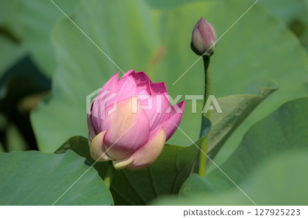 Pure lotus flowers that color the early morning of early summer 127925223