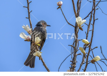 A brown-eared bulbul resting on a tree with magnolia flowers blooming against a blue sky A brown-eared bulbul resting on a tree with magnolia flowers blooming against a blue sky 127925242