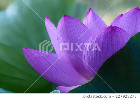 A beautiful lotus flower 127925275