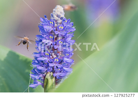 A bee sucking nectar from a Pontederia 127925277