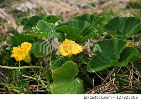 Cute yellow pumpkin flowers Cute yellow pumpkin flowers 127925509