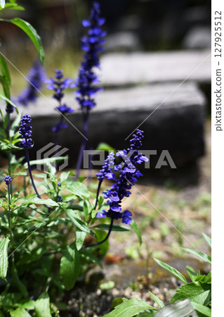 Early summer blue salvia 127925512