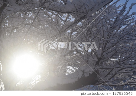 Winter sunshine Winter sunshine 127925545