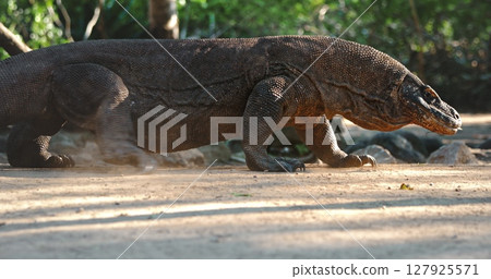 Large Komodo dragon walking on sand in a tropical forest, kicking up dust as it moves, showcasing its powerful legs and prehistoric appearance 127925571