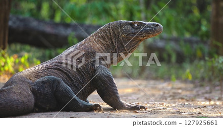 Komodo dragon or Varanus Komodoensis rest in jungle forest, basking in warm sunlight with impressive scales and powerful presence. Wild animals natural habitat. Indonesia, Rinca island national park Komodo dragon or Varanus Komodoensis rest in jungle forest, basking in warm sunlight with impressive scales and powerful presence. Wild animals natural habitat. Indonesia, Rinca island national park 127925661