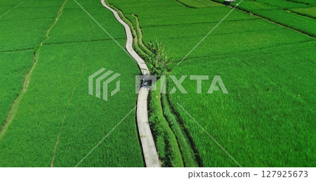 Aerial view of a concrete path meandering through lush green rice terraces in Ubud, Bali, Indonesia, showcasing the beauty of agricultural landscape Aerial view of a concrete path meandering through lush green rice terraces in Ubud, Bali, Indonesia, showcasing the beauty of agricultural landscape 127925673