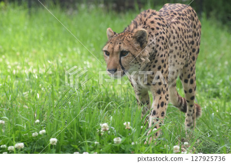 A cheetah strolling through lush spring grass 127925736