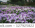 Irises blooming in a park in early summer 127925822