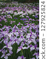 Irises blooming in a park in early summer 127925824