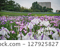 Irises blooming in a park in early summer 127925827