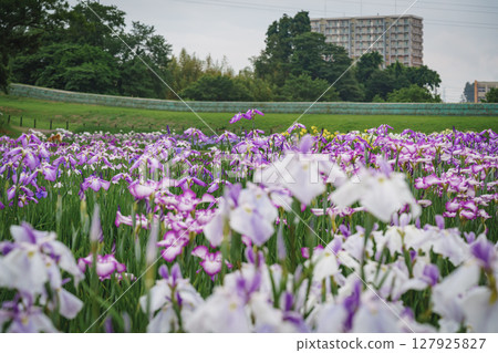 Irises blooming in a park in early summer 127925827