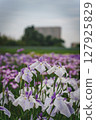 Irises blooming in a park in early summer 127925829