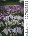 Irises blooming in a park in early summer 127925831