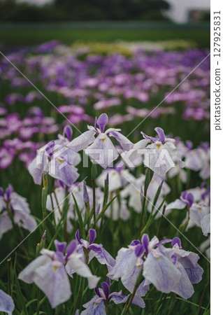 Irises blooming in a park in early summer 127925831