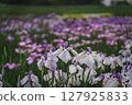 Irises blooming in a park in early summer 127925833