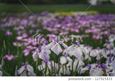 Irises blooming in a park in early summer 127925833