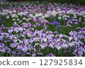 Irises blooming in a park in early summer 127925834