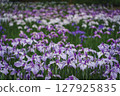 Irises blooming in a park in early summer 127925835