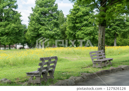 長椅和向日葵田 長椅和向日葵田 127926126