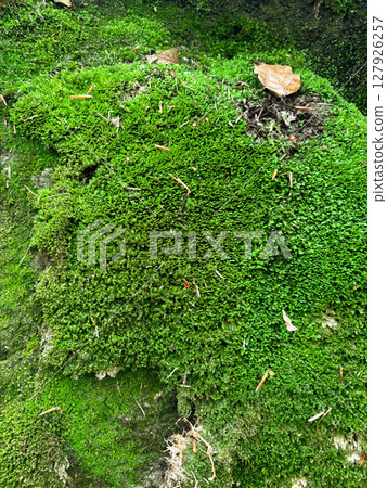 Vertical natural background of thick green moss. Vertical natural background of thick green moss. 127926257