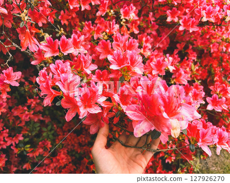 Women's hands gently touch azalea flowers. Beautiful bush of pink azalea flower in the park. Pink azalea flowers. 127926270