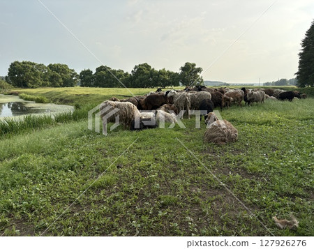 A flock of sheep and lambs on the green grass near a pond. A flock of sheep and lambs on the green grass near a pond. 127926276